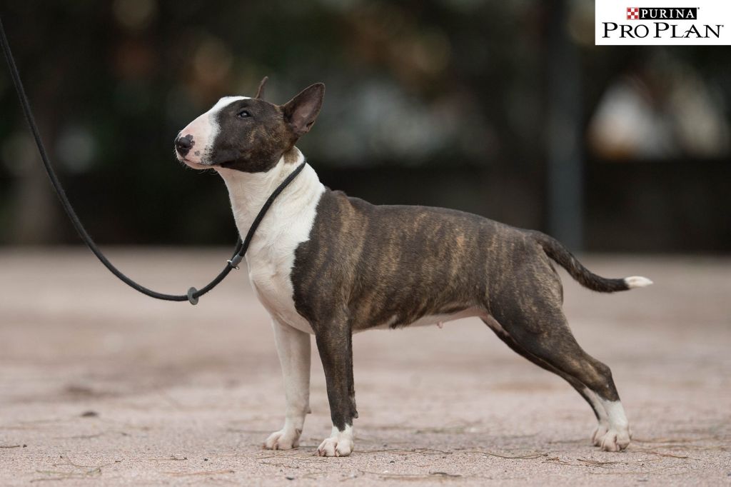 Bull Terrier miniature, Oulala
