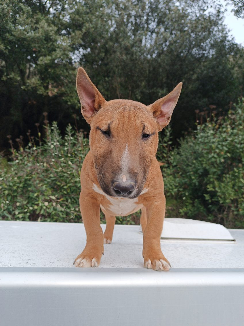 Chiot Bull Terrier miniature, Arma