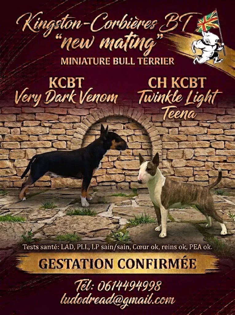 Affiche du mariage de KCBT Very Dark Venom et CH KCBT Twinkle Light Teena, Bull Terrier miniature, gestation confirmée