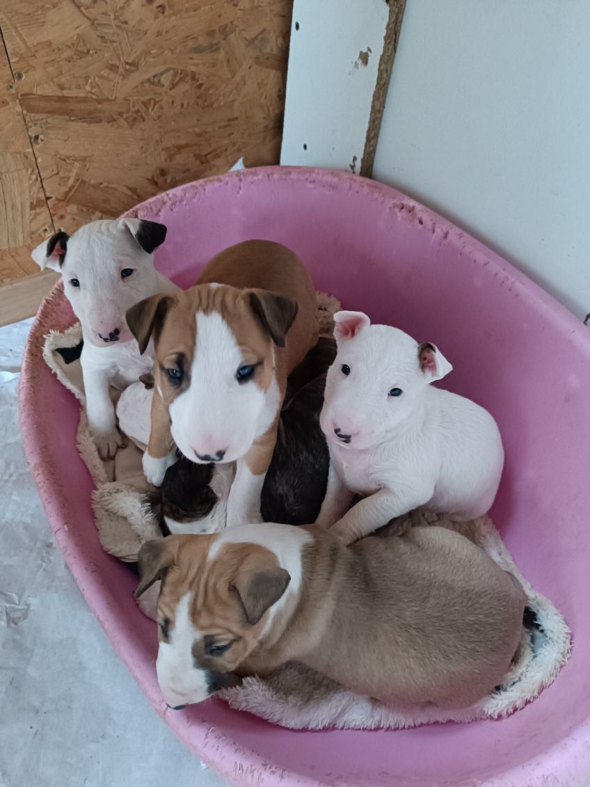 Chiot Bull Terrier miniature de l'élevage Kingston-Corbières