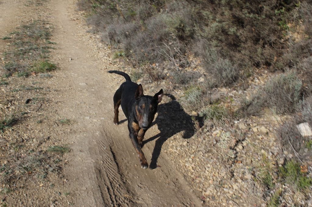 Iron Bull Des Gardiens de Gaia, Bull Terrier Miniature, photo 3