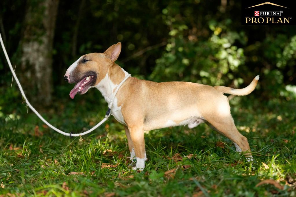 Raggamufin Rambo Akee, Bull Terrier Miniature, photo 2