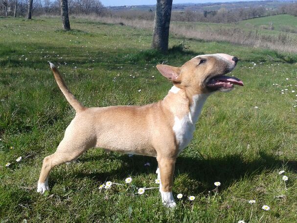 Raggamufin Rambo Akee, Bull Terrier Miniature, photo 3