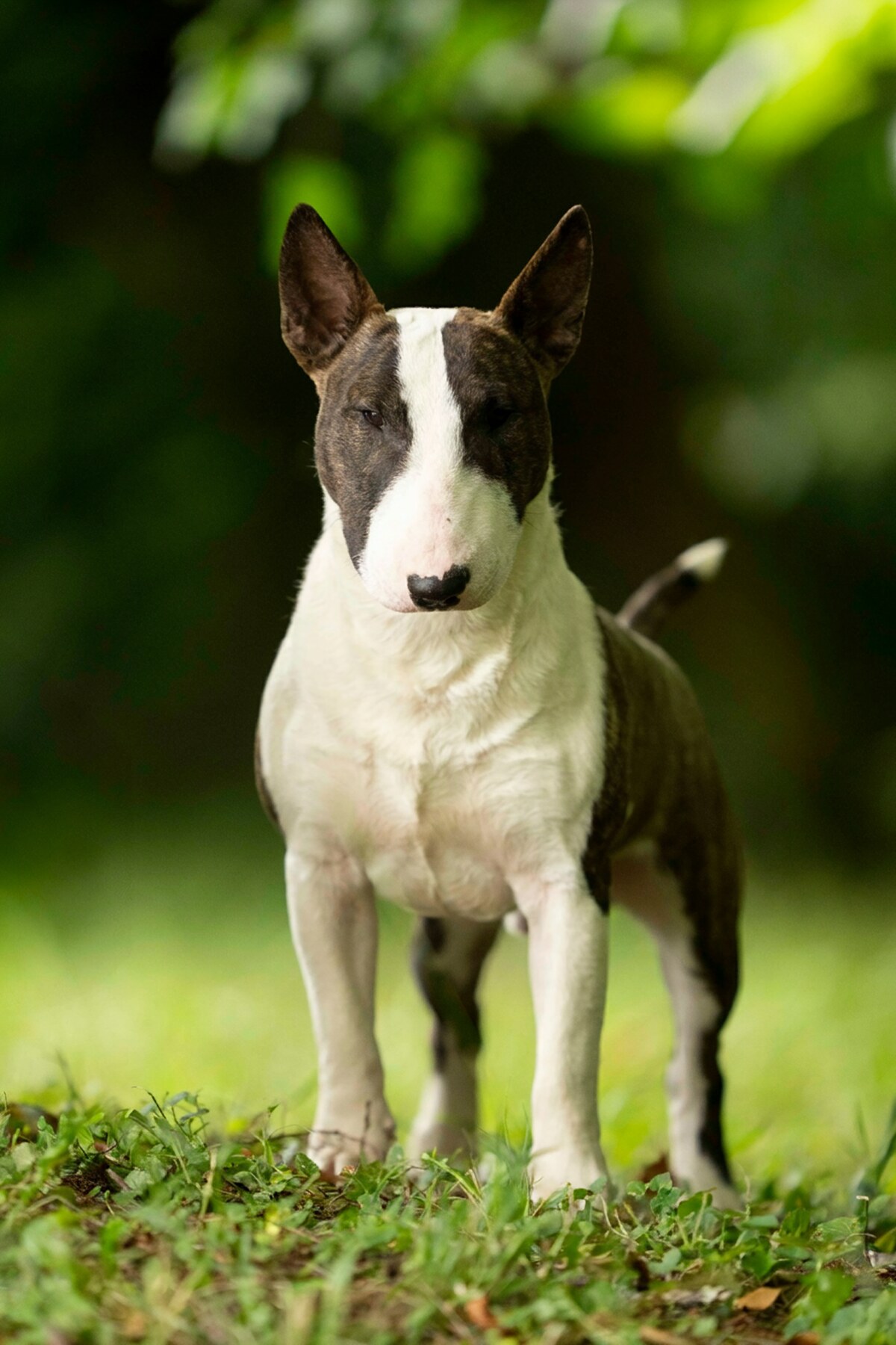 Bull Terrier miniature, Valorous Warrior -Vigo-