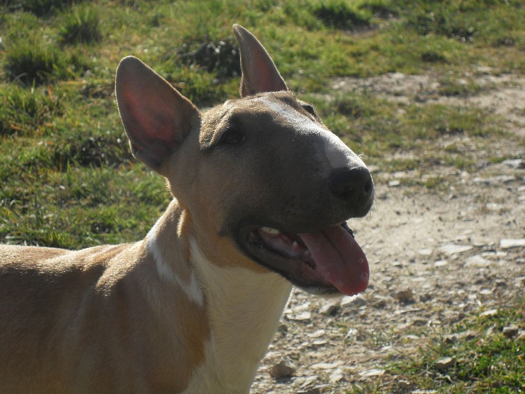 Original Obadiah du Whoochymerry Camp, Bull Terrier Miniature, photo 3