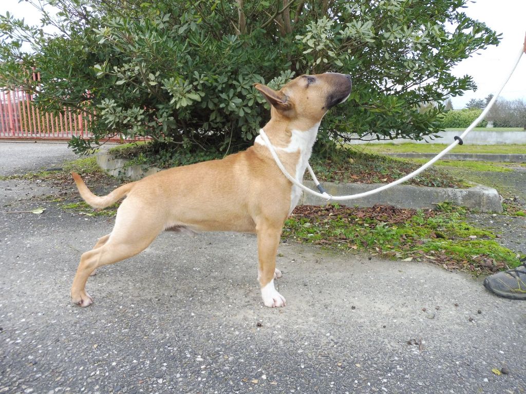 Original Obadiah du Whoochymerry Camp, Bull Terrier Miniature, photo 4