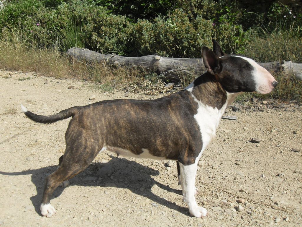 Oulala du Whoochymerry Camp, Bull Terrier Miniature, photo 3