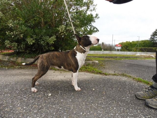 Oulala du Whoochymerry Camp, Bull Terrier Miniature, photo 4