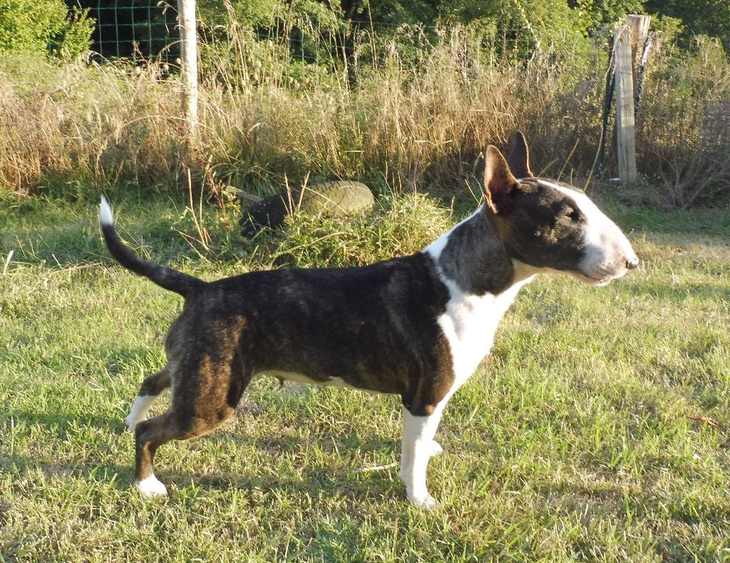 Oulala du Whoochymerry Camp, Bull Terrier Miniature, photo 5