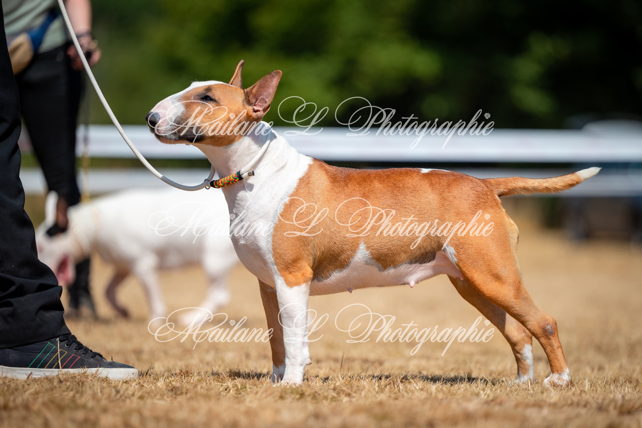 Bull Terrier standard, Uprising work -Unity-