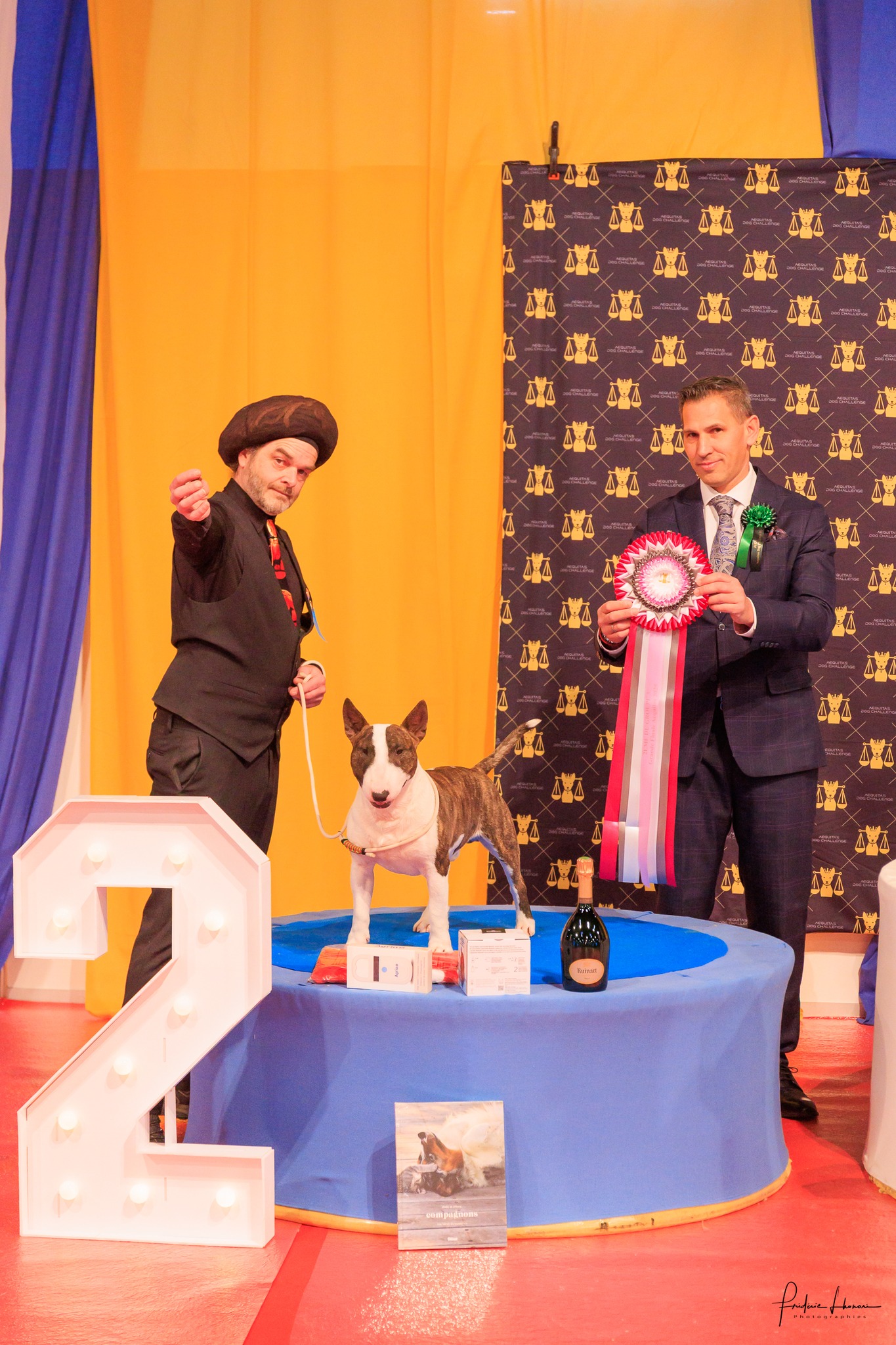 Ludovic Lubert, éleveur de Bull Terrier à Kingston-Corbières