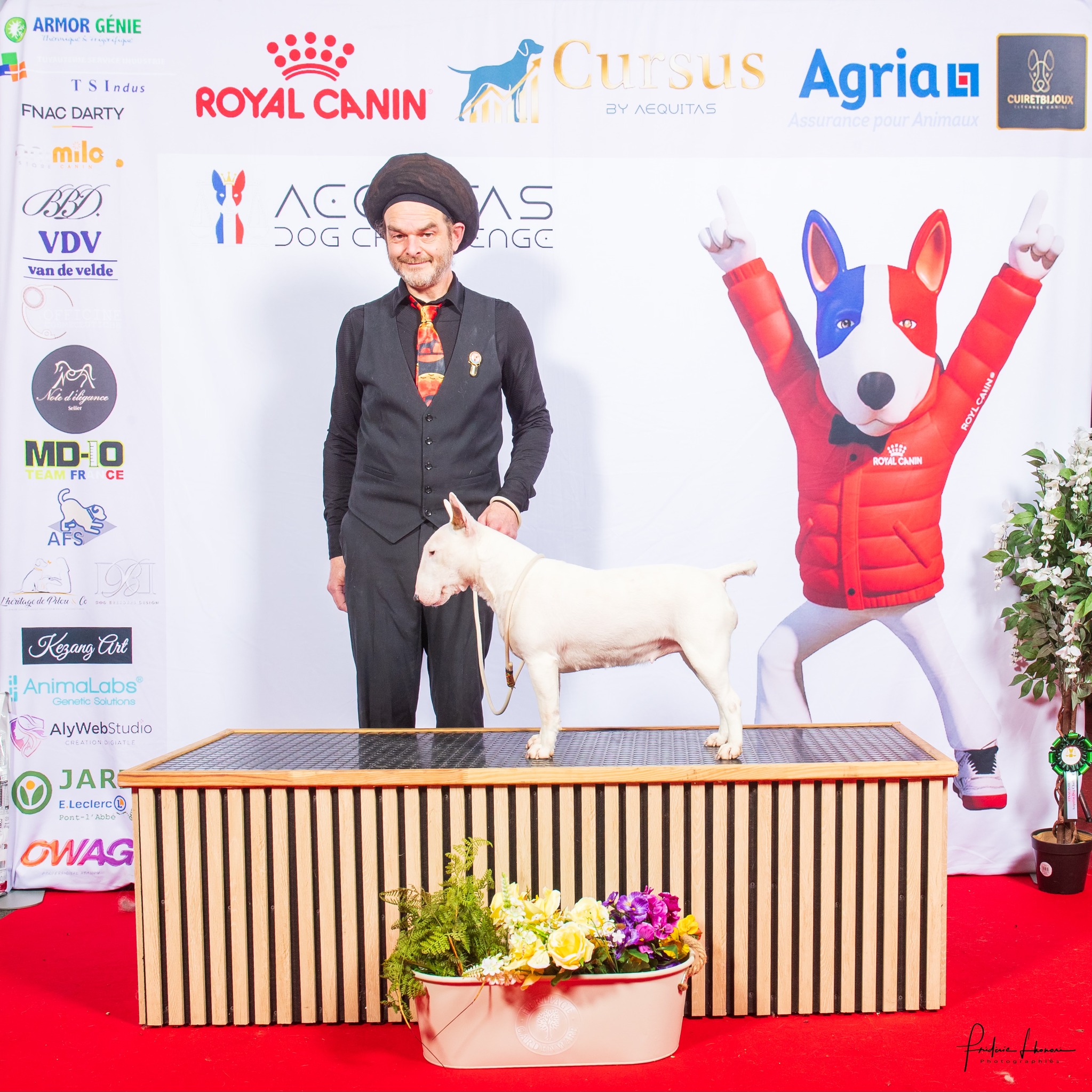 Bull Terrier miniature, Vélina the white Vagary