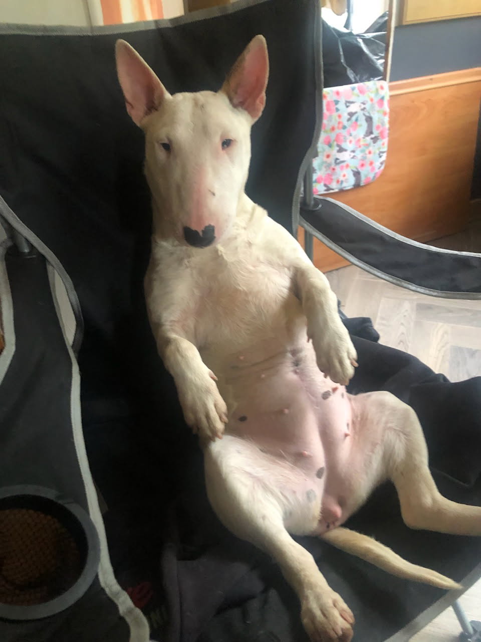 Bull Terrier Miniature robe Blanc