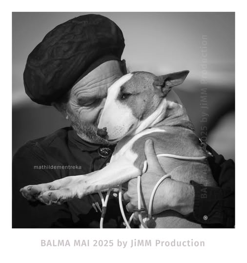 Velvet glove, Bull Terrier Miniature, photo 3